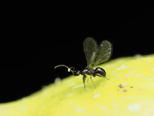 Blastophaga nipponica