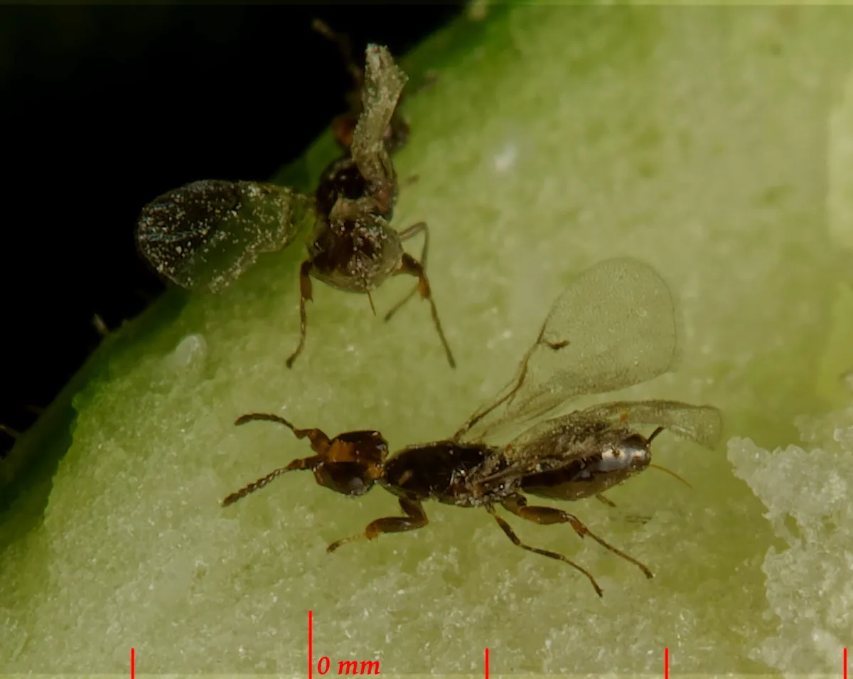 Blastophaga psenes - photo 3