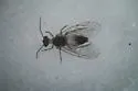 Blastopsocus goodrichi - Blastopsocus goodrichi