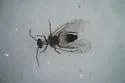 Blastopsocus goodrichi - photo 2