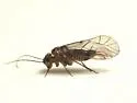 Blastopsocus johnstoni