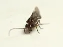 Blastopsocus johnstoni - photo 2