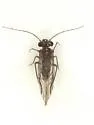 Blastopsocus johnstoni - photo 3