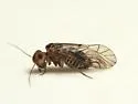 Blastopsocus johnstoni - photo 4