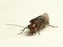 Blastopsocus johnstoni - photo 5