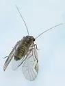 Blastopsocus lithinus