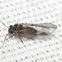 Blastopsocus lithinus - photo 3