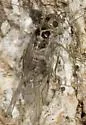 Blastopsocus lithinus - photo 4
