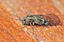 Blastopsocus semistriatus