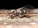 Blastopsocus semistriatus - photo 2
