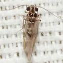 Blastopsocus variabilis