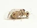 Blastopsocus variabilis - photo 2