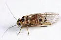 Blastopsocus variabilis - photo 3