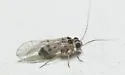Blastopsocus variabilis - photo 4