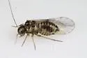 Blastopsocus walshi
