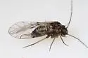 Blastopsocus walshi - photo 2