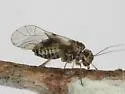 Blastopsocus walshi - photo 3