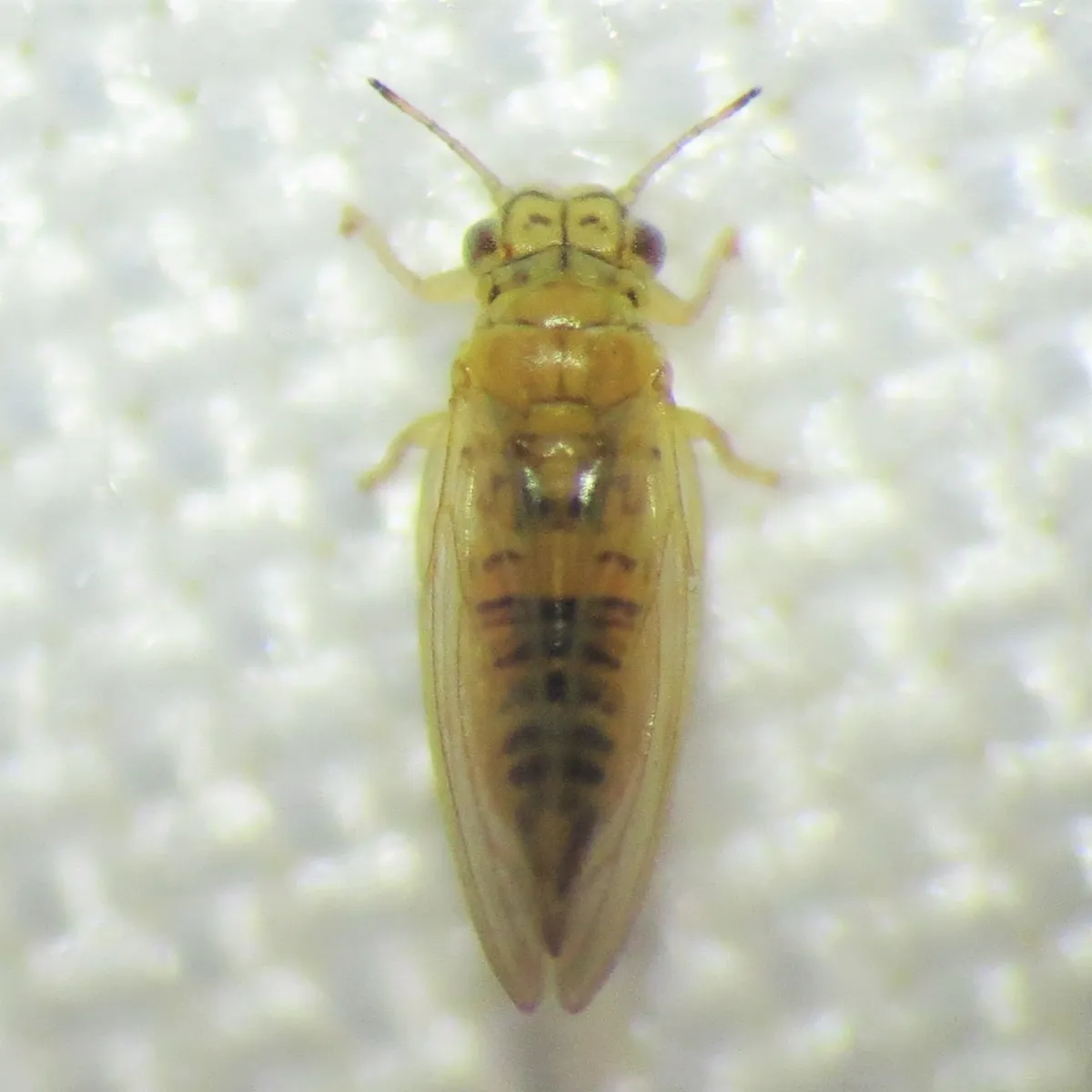 Eucalyptus Psyllid