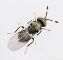 Blastothrix longipennis - Blastothrix longipennis