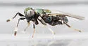 Blastothrix longipennis - photo 2
