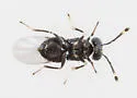 Blastothrix longipennis - photo 3