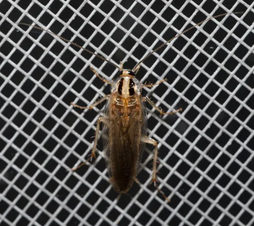 Asian Cockroach