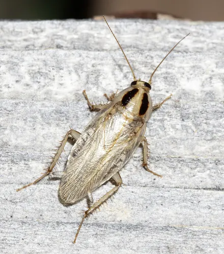 Field Cockroach