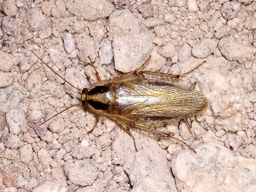 Blattellidae - Blattellidae