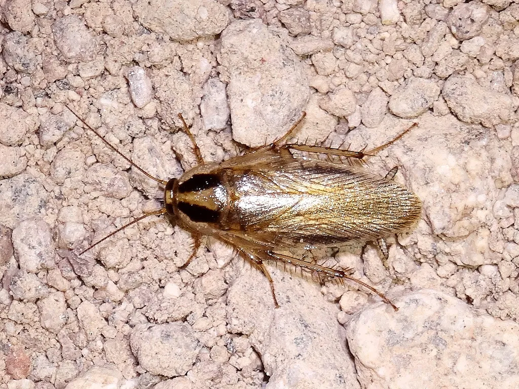 Blattellidae - photo 2