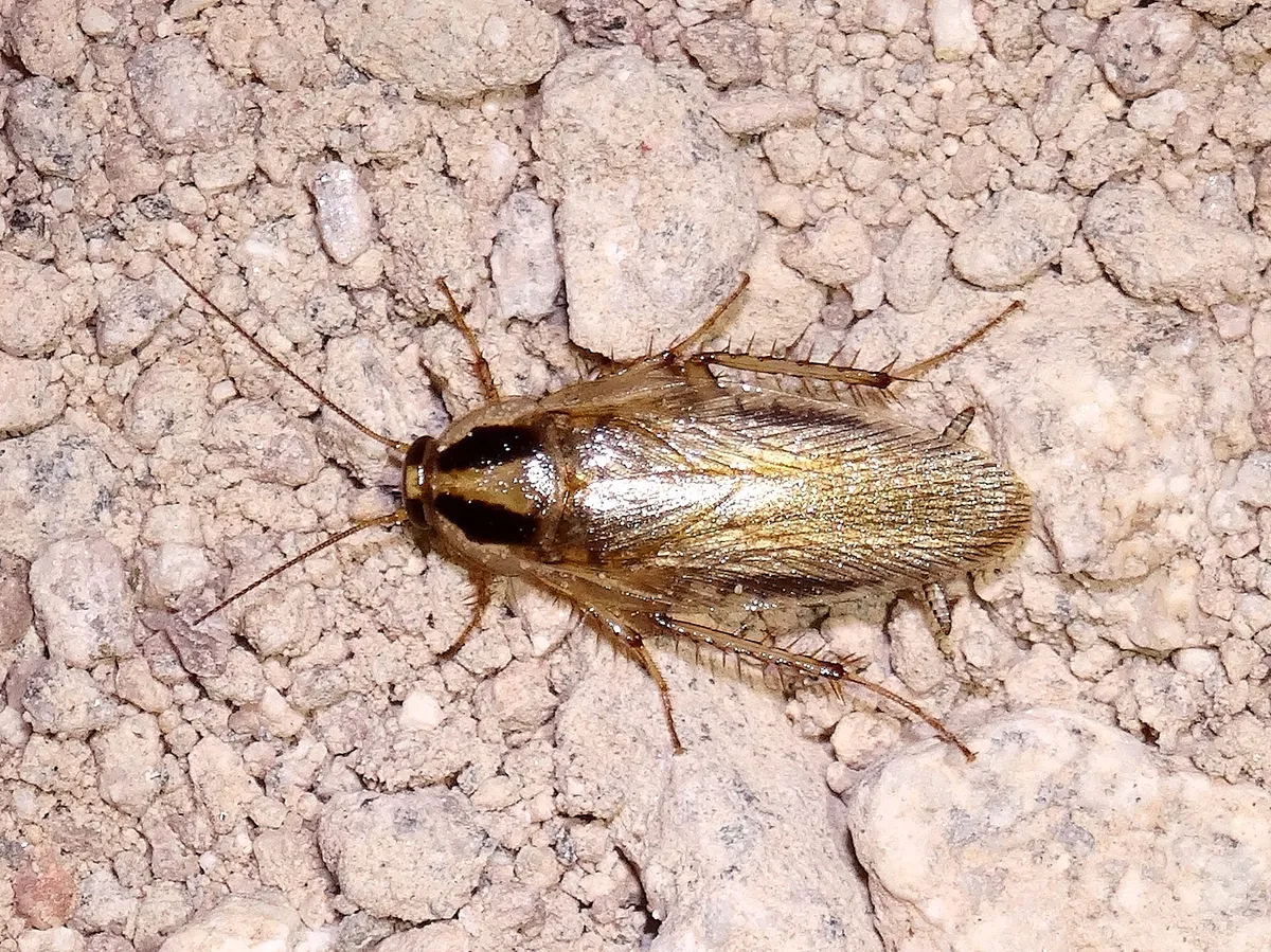 Blattellidae - photo 3