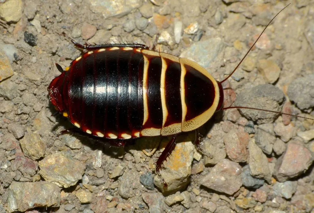 Household Cockroaches - photo 2