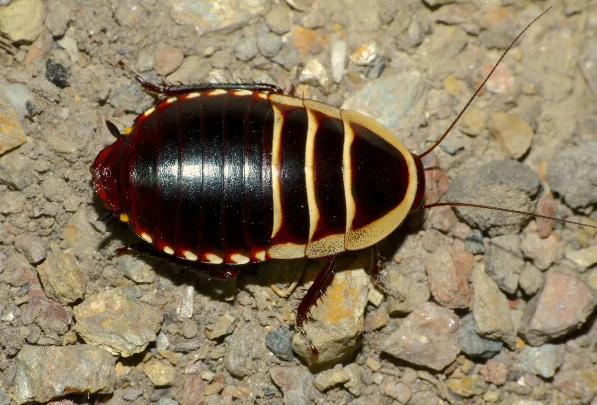 Household Cockroaches - photo 3