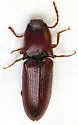 Blauta cribraria - Blauta cribraria