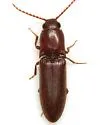 Blauta cribraria - photo 4