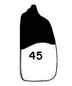 Bledius actitus