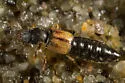 Bledius albonotatus