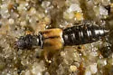 Bledius albonotatus - photo 2