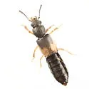 Bledius albonotatus - photo 3