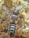 Bledius albonotatus - photo 4