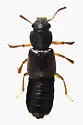 Bledius annularis