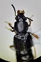 Bledius annularis - photo 3