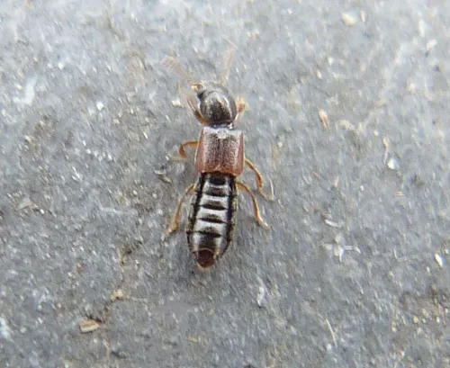 Bledius dissimilis