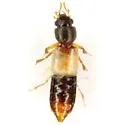 Bledius emarginatus