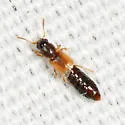 Bledius emarginatus - photo 2