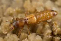 Bledius ferratus - photo 2
