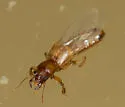 Bledius ferratus - photo 3