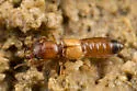 Bledius ferratus - photo 4