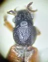 Bledius foraminosus - photo 2