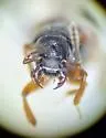 Bledius foraminosus - photo 3