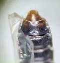 Bledius foraminosus - photo 5